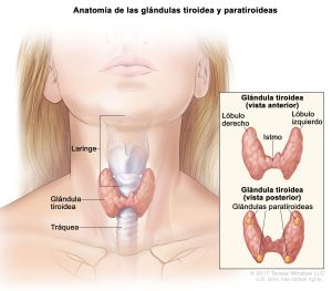 Tiroides en adolescentes
